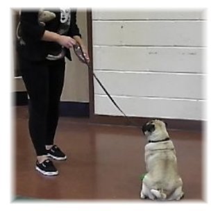 Pug dog learning to wait