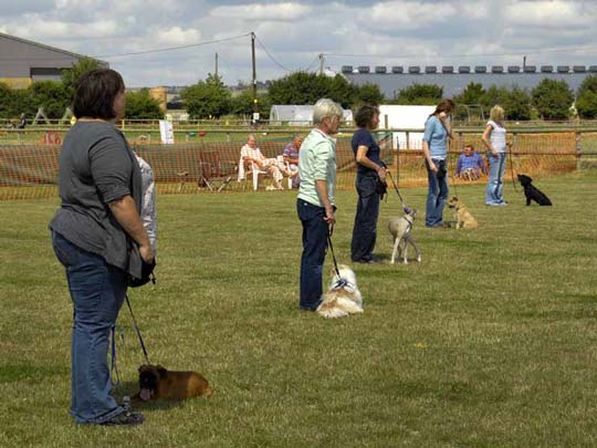 Haguelands Fun Dog Show display